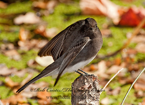 Sayornis nigricans  BLACK PHOEBE 8020631z