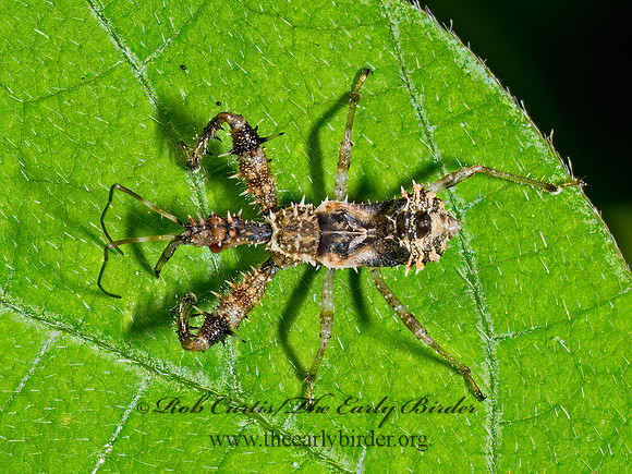 Sinea ASSASSIN BUG 9090299z