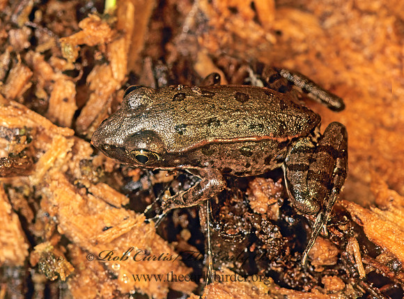 Lithobates sphenocephalus  SOUTHERN LEOPARD FROG 173731 z