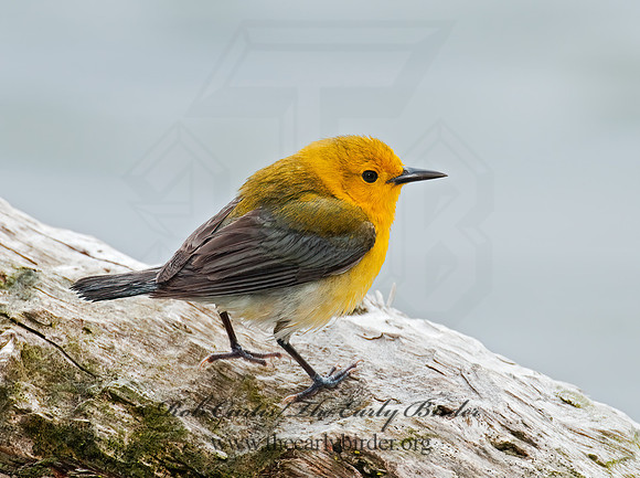 Protonotaria citrea  PROTHONOTARY WARBLER 3007974z