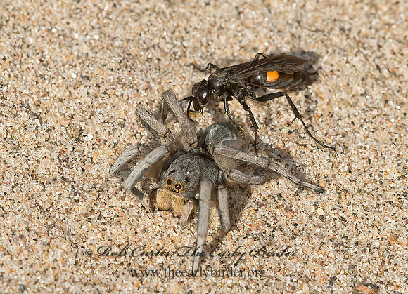 Anoplius semicinctus  POMPILINAE SPIDER WASP 9040794z