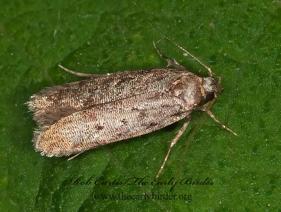 Chinoides  TWIRLER MOTH 3010223z
