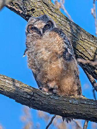 Bubo virginianus GREAT HORNED OWL 3048417z