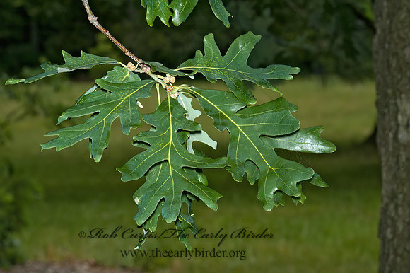 Quercus alba  WHITE OAK 5009132z