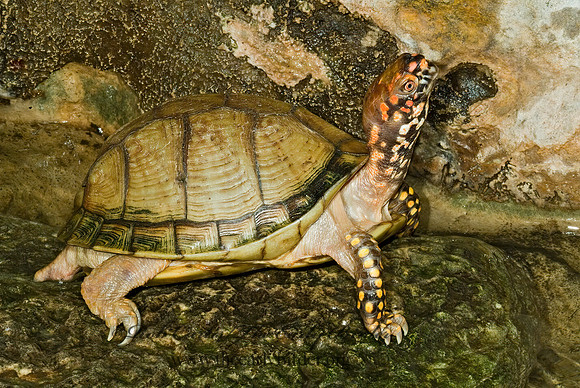 Terrapene carolina triunguis  3-TOED BOX TURTLE 4002028z