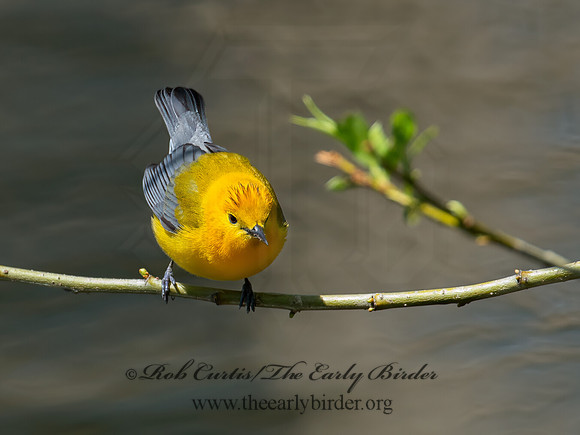 Protonotaria citrea  PROTHONOTARY WARBLER 9011111z