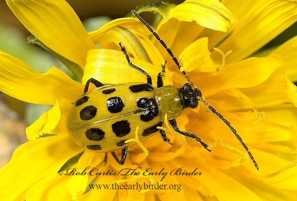 Diabrotica undecimpunctata  12-SPOTTED CUCUMBER BEETLE 5002899z