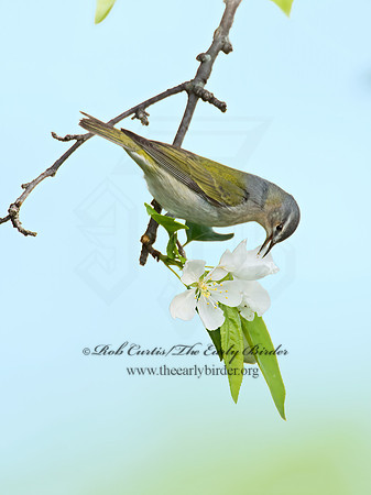 Leiothlypis peregrina  TENNESSEE WARBLER 9022182z