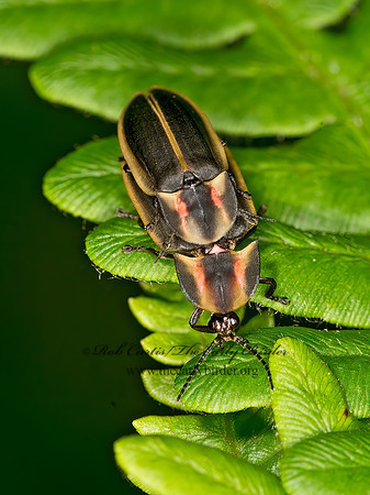 Pyractomena  FIREFLY 9031962z