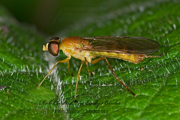 Ptecticus trivittatus  SOLDIER FLY 6007665z