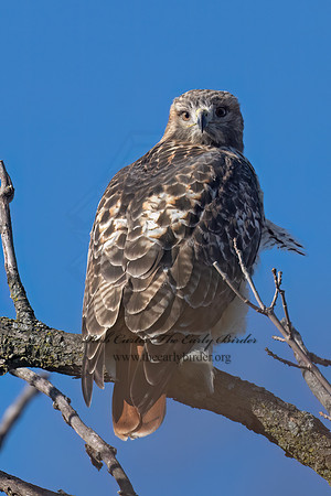 Buteo jamaicensis RED-TAILED HAWK 9085341z