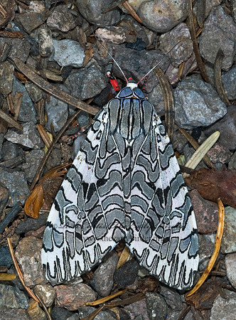 Arachnis picta  PAINTED TIGER MOTH 7010086z