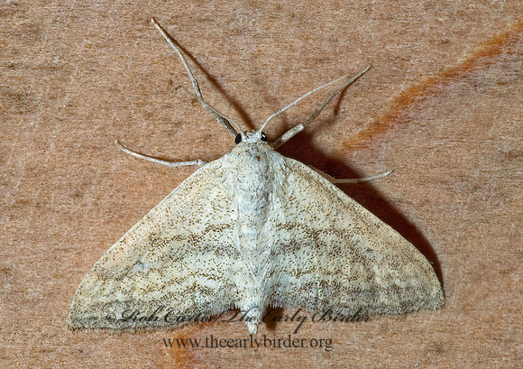 Lobocleta plemyraria STRAIGHT-LINED WAVE MOTH 7005632az