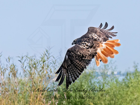 Buteo Jamaicensis RED-TAILED HAWK 9090940z