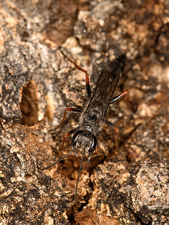 Podium rufipes  THREAD-WAISTED WASP 9052704z