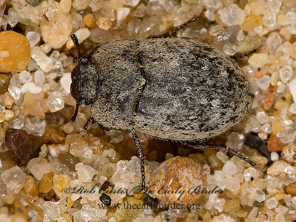 Ammodonus fossor 8015768z