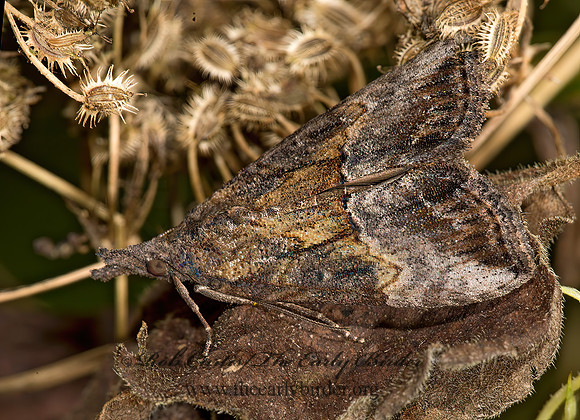 Hypena scabra GREEN CLOVERWORM 9024560z