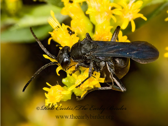 Aporus niger  POMPILINAE SPIDER WASP 5014781z