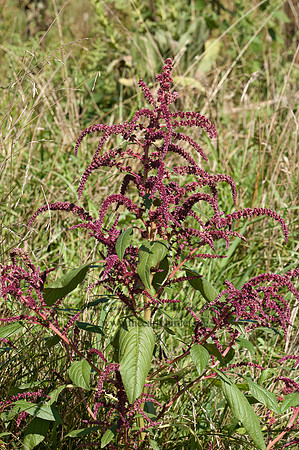 Rumex  DOCK 5016163z