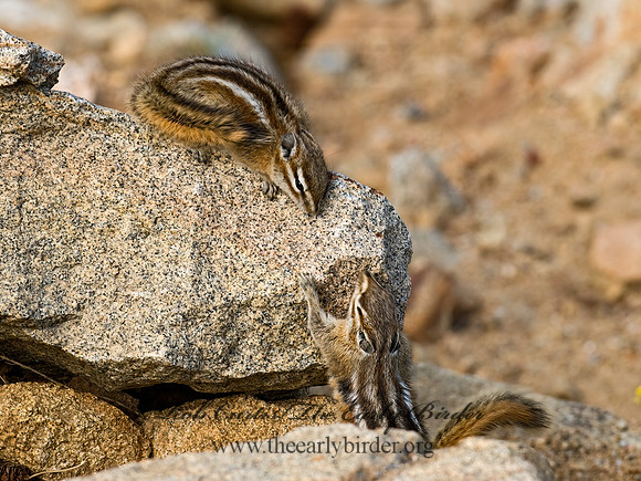 Neotamias minimus  LEAST CHIPMUNK 6027412z
