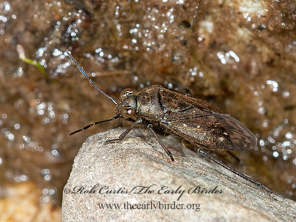 Salda lugubris  SHORE BUG 3014252z