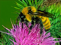 Bombus fervidus GOLDEN NORTHERN BUMBLEBEE 1275224 z