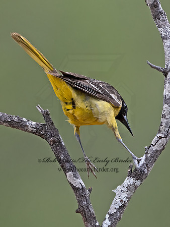 Icterus parisorum  SCOTT'S ORIOLE 3037034z