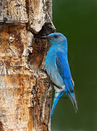 Sialia currucoides  MOUNTAIN BLUEBIRD  7010966z