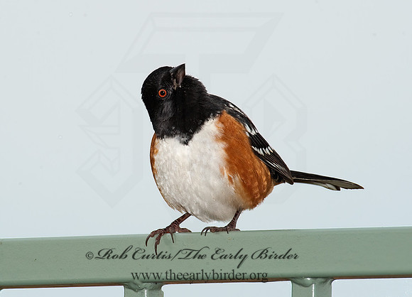 Pipilio maculatus  SPOTTED TOWHEE 8020693z