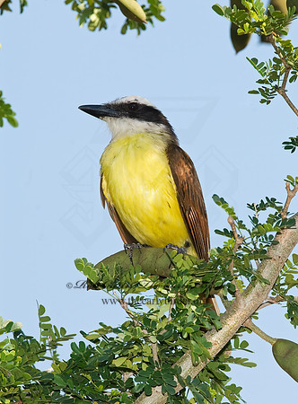 Pitangus sulphuratus  GREAT KISKADEE 7005704z