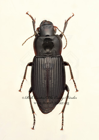 Anisodactylus 9020338z