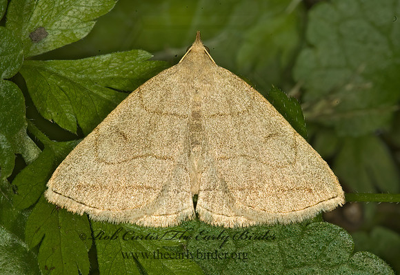 Zanclognatha pedipilalis GRAYISH ZANCLOGNATHA 5008700z