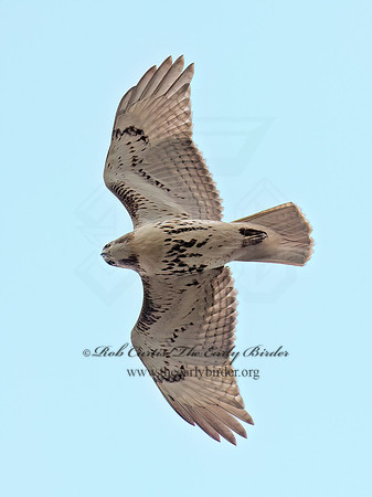 Buteo jamaicensis RED-TAILED HAWK 6041670z