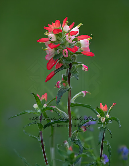 Castilleja indivisa  TEXAS INDIAN PAINTBRUSH 6038888z