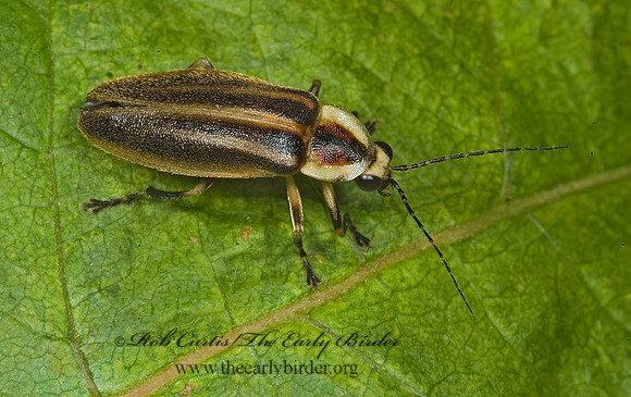 Photuris 5010620z