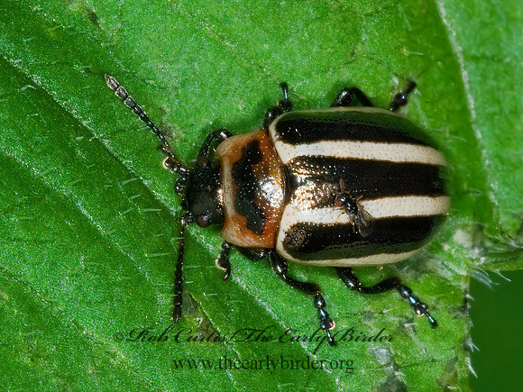 Calligrapha californica coreopsivora  CHRYSOMELINAE  LEAF BEETLE 6009533z