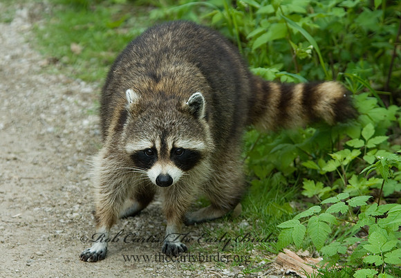 Procyon lotor  RACCOON 6004937 z
