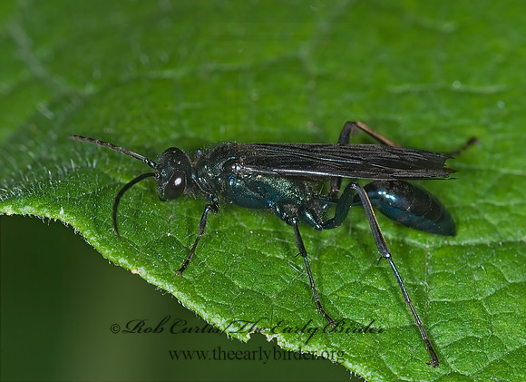 Chalybion californicum 6010431z