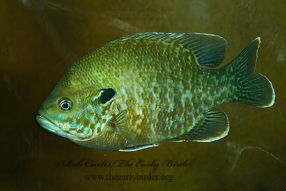 Lepomis macrochirus x Lepomis cyanellus  BLUEGILL x GREEN SUNFISH  HYBRID 4002469 Bluegill hybridz