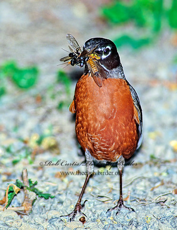 Turdus migratorius  AMERICAN ROBIN 133326z