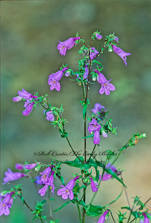 Penstemon tenuis  SHARPSEPAL PENSTEMON 185120z