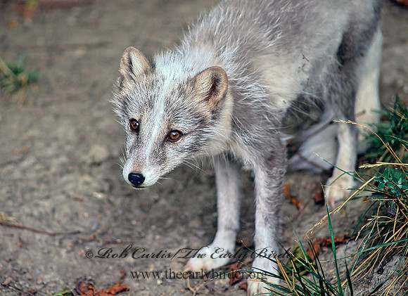 Vulpes lagopus  ARCTIC FOX  59608-z