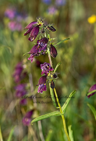 Penstemon cultivar  BEARDSTONGUE 7010354z