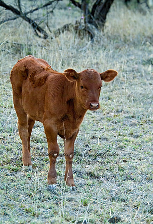 Bos taurus  CATTLE 4003516z