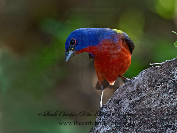 Passerina ciris  PAINTED BUNTING 3040770z