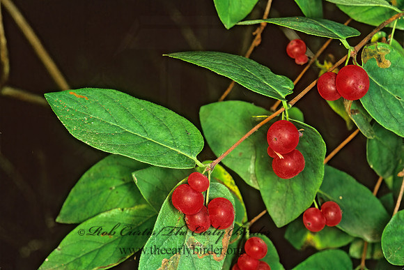 Lonicera x bella  HONEYSUCKLE 178435z