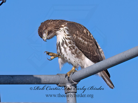 Buteo jamaicensis RED-TAILED HAWK 9091461 (1)