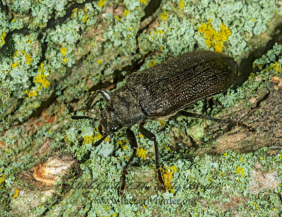 Sandalus petrophya  CEDAR BEETLE 1274711z