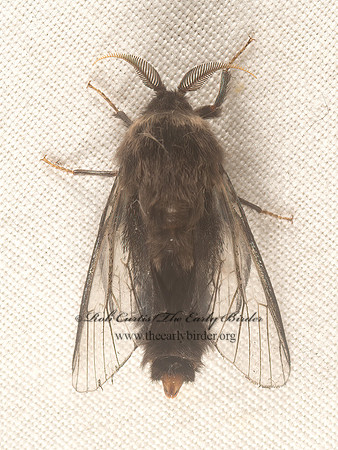 Thyridopteryx�ephemeraeformis  EVERGREEN BAGWORM MOTH 9050497z