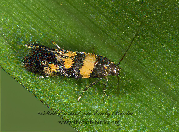Chrysopesthia sexguttella TWIRLER MOTH 8006470z
